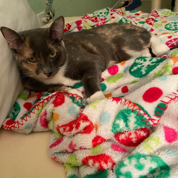 Sometimes you just need a friend to give you a hug. 😺💙 - Picture 10 of 10